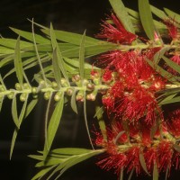 Melaleuca viminalis (Sol. ex Gaertn.) Byrnes